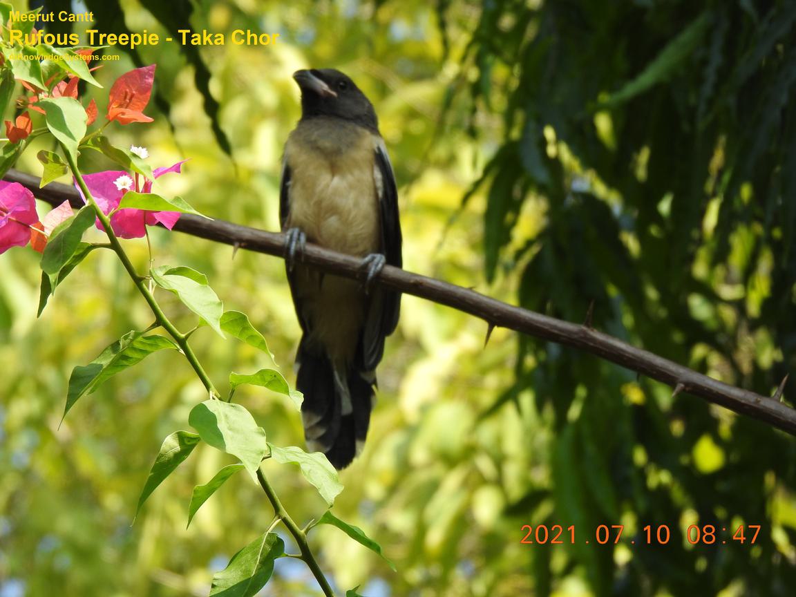 Rufous Treepie (72) Coming Soon